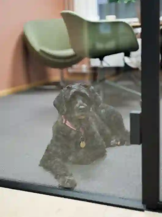 Bilde av en sort hund liggende på et teppelagt kontorgulv
