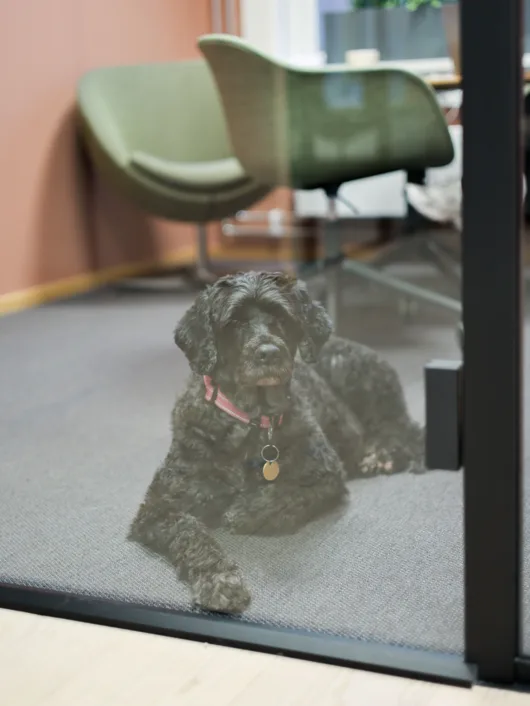 Bilde av en sort hund liggende på et teppelagt kontorgulv Bilde av en sort hund liggende på et teppelagt kontorgulv
