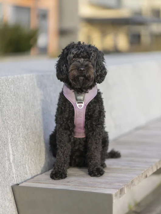 Bilde av hunden Mia